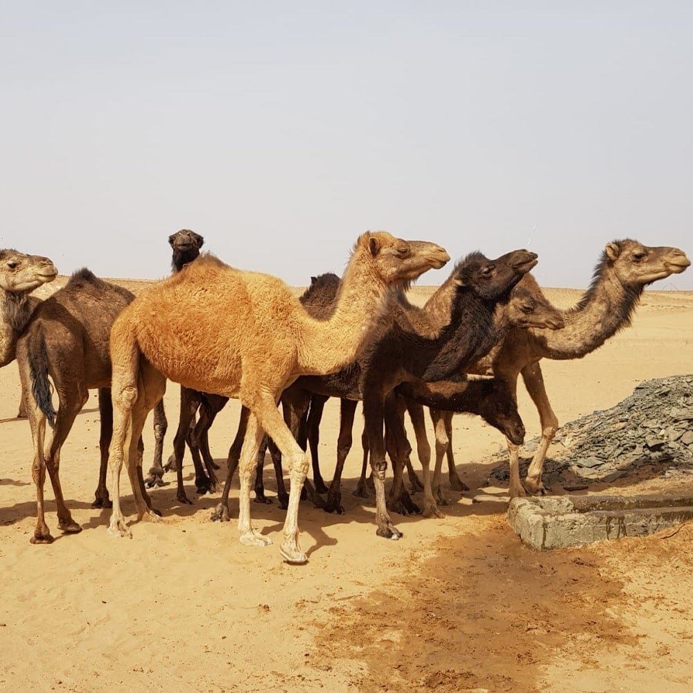 Morocco 3 Days Desert tour from Fez to Marrakesh By Sahara Erg Chebbi dunes